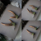 Antler Hair Pins Natural (pair of two pins)